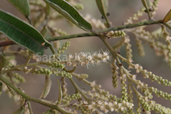 Terminalia paniculata